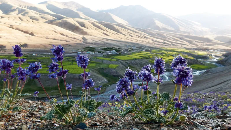 Image Leh-Ladakh - High-altitude Desert image beautiful image beautiful - Arid Zone Flora