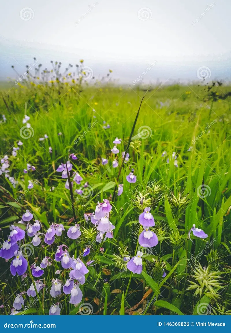 Image Lonavala - Hill Station image beautiful - Beautiful Purple Flowers in Green Terrain at Lonavala Hillstation ...