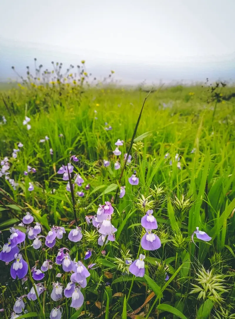 Image Lonavala - Hill Station image beautiful image beautiful - Beautiful Purple Flowers in Green Terrain at Lonavala Hillstation ...