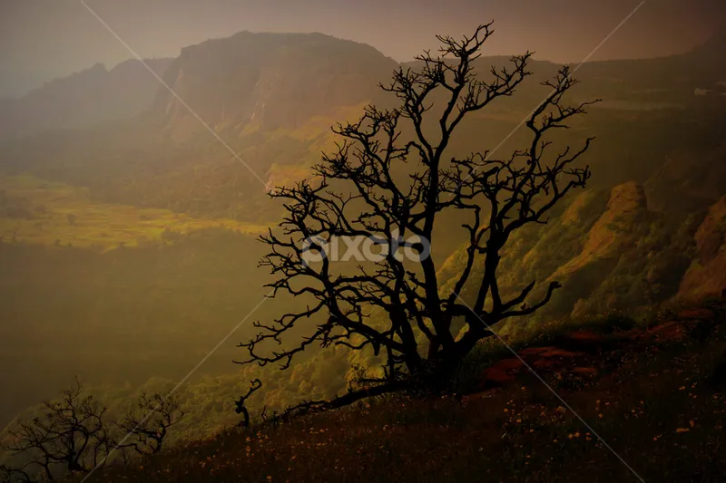 Image Lonavala - Hill Station image beautiful image beautiful image beautiful - Beautiful..*_*..! #greenery #crookedtree #misty #cold #hillstation ...