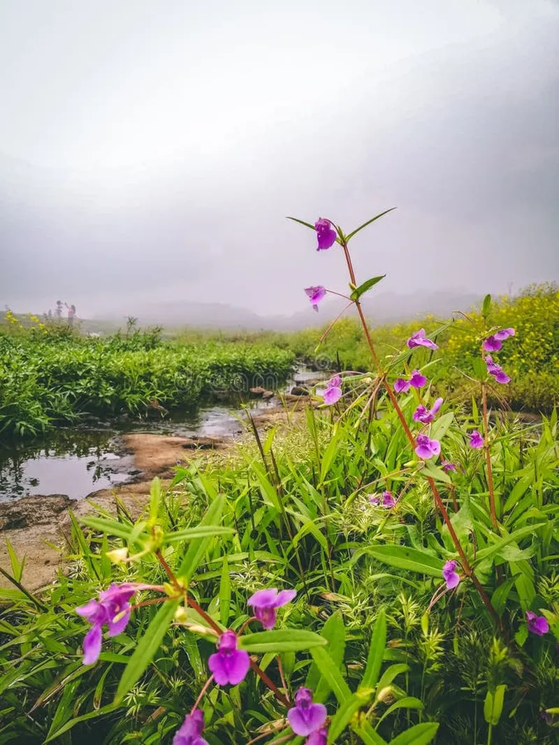 Image Lonavala - Hill Station image beautiful image beautiful image beautiful image beautiful image beautiful image beautiful image beautiful - Beautiful Violet Flowers in Green Terrain at Lonavala Hillstation ...