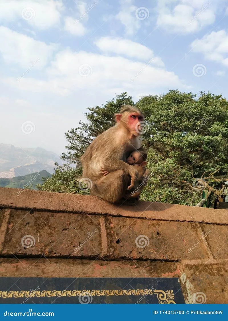 Image Mahabaleshwar - Hill Station image beautiful image beautiful image beautiful image beautiful image beautiful image beautiful - Beautiful Pair of Mother Monkey and Her Child Stock Photo - Image ...