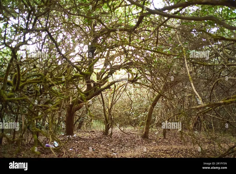 Image Mahabaleshwar - Hill Station image beautiful image beautiful image beautiful image beautiful image beautiful image beautiful image beautiful image beautiful - Tropical moist evergreen hi-res stock photography and images - Alamy