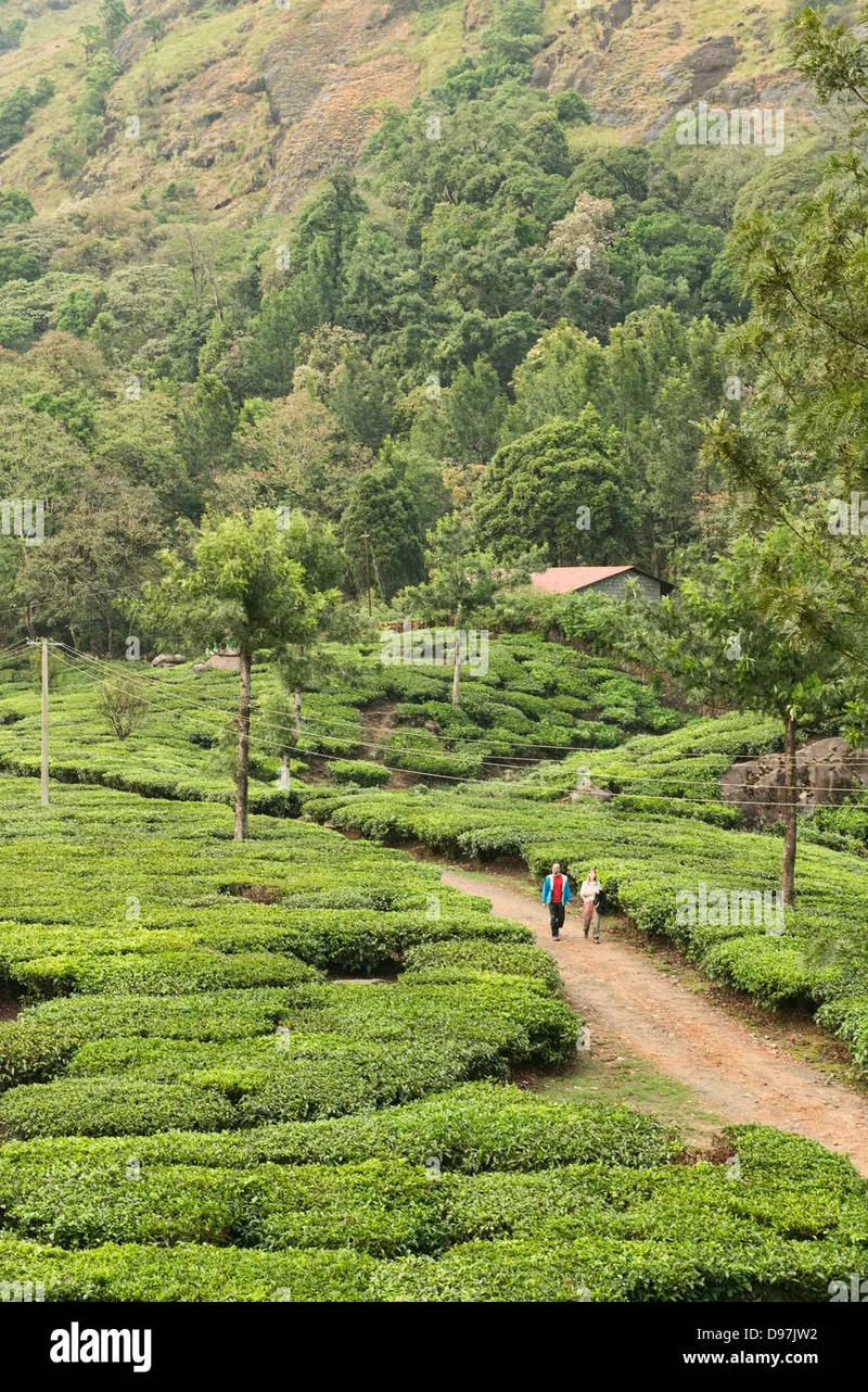 Image Munnar - Hill Station image beautiful - The beautiful tea plantations of Munnar, a hill station in Kerala ...