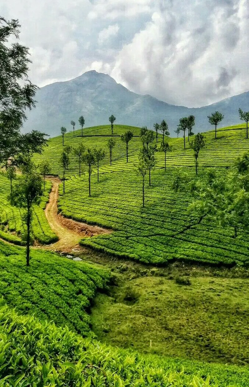 Image Munnar - Hill Station image beautiful - Pin page