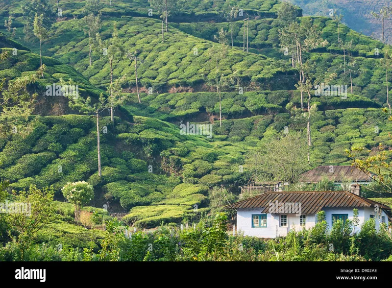 Image Munnar - Hill Station image beautiful - The beautiful tea plantations of Munnar, a hill station in Kerala ...