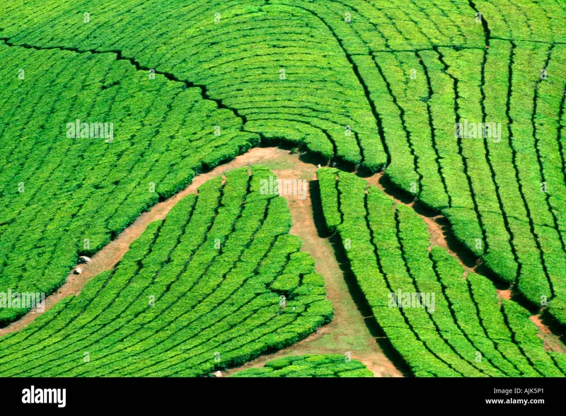 Image Munnar - Hill Station image beautiful image beautiful - Kerala aerial view hi-res stock photography and images - Alamy