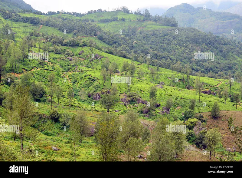 Image Munnar - Hill Station image beautiful image beautiful - Kerala land scapes hi-res stock photography and images - Alamy