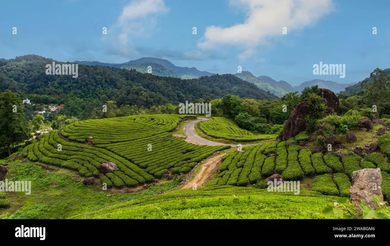 Image Munnar - Hill Station image beautiful image beautiful - Tea estate view hi-res stock photography and images - Page 21 - Alamy