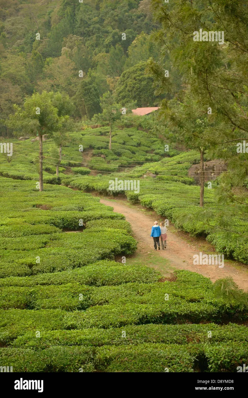 Image Munnar - Hill Station image beautiful image beautiful image beautiful - The beautiful tea plantations of Munnar, a hill station in Kerala ...