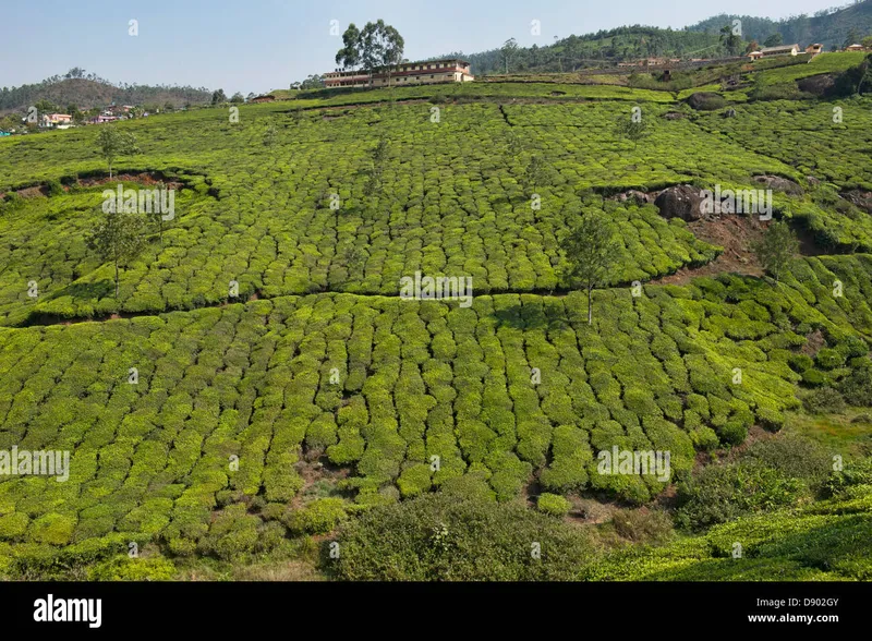 Image Munnar - Hill Station image beautiful image beautiful image beautiful - The beautiful tea plantations of Munnar, a hill station in Kerala ...