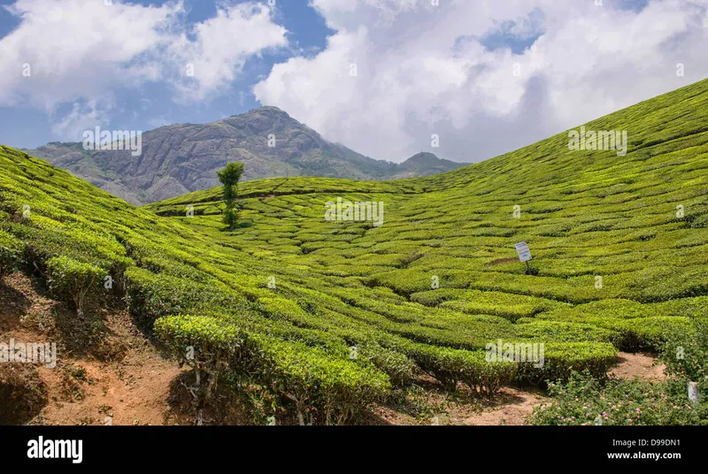 Image Munnar - Hill Station image beautiful image beautiful image beautiful - The beautiful tea plantations of Munnar, a hill station in Kerala ...