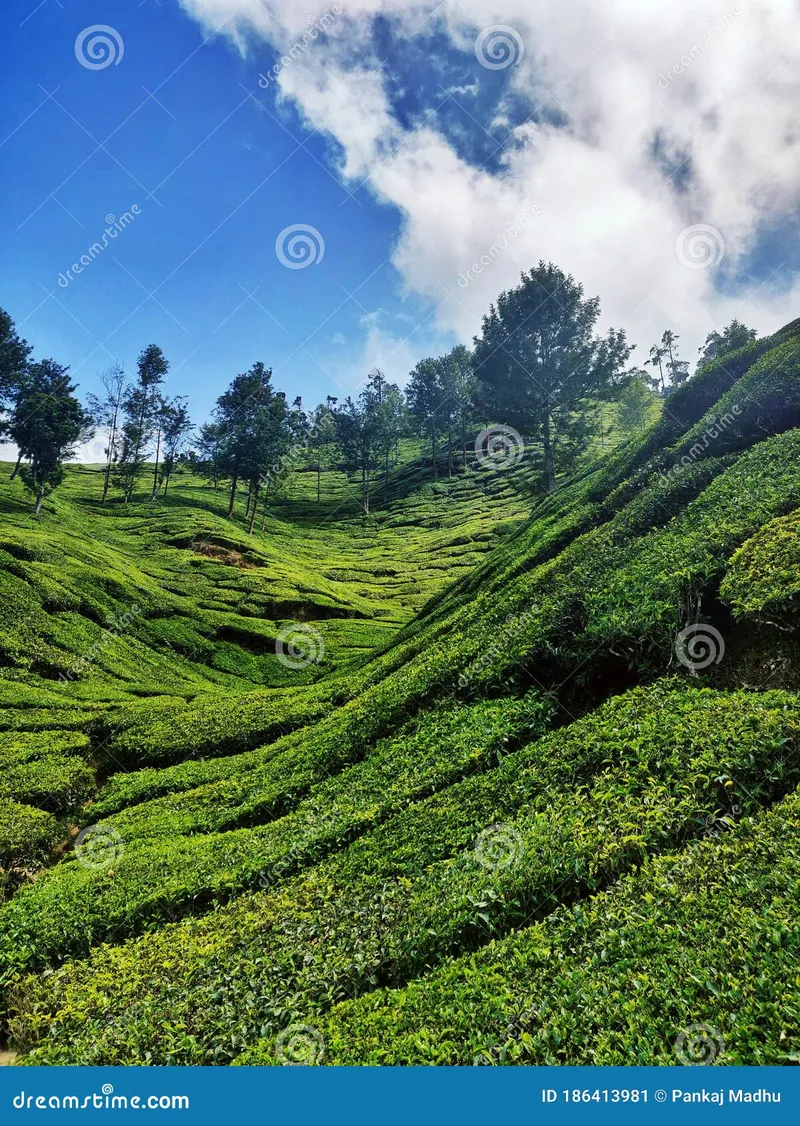 Image Munnar - Hill Station image beautiful image beautiful image beautiful image beautiful - Beautiful Scenery of Hilly Tea Estate in Munnar Hill Station ...