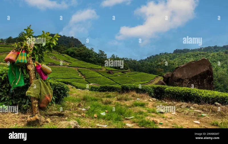 Image Munnar - Hill Station image beautiful image beautiful image beautiful image beautiful - Beautiful tea gardens hi-res stock photography and images - Page 5 ...