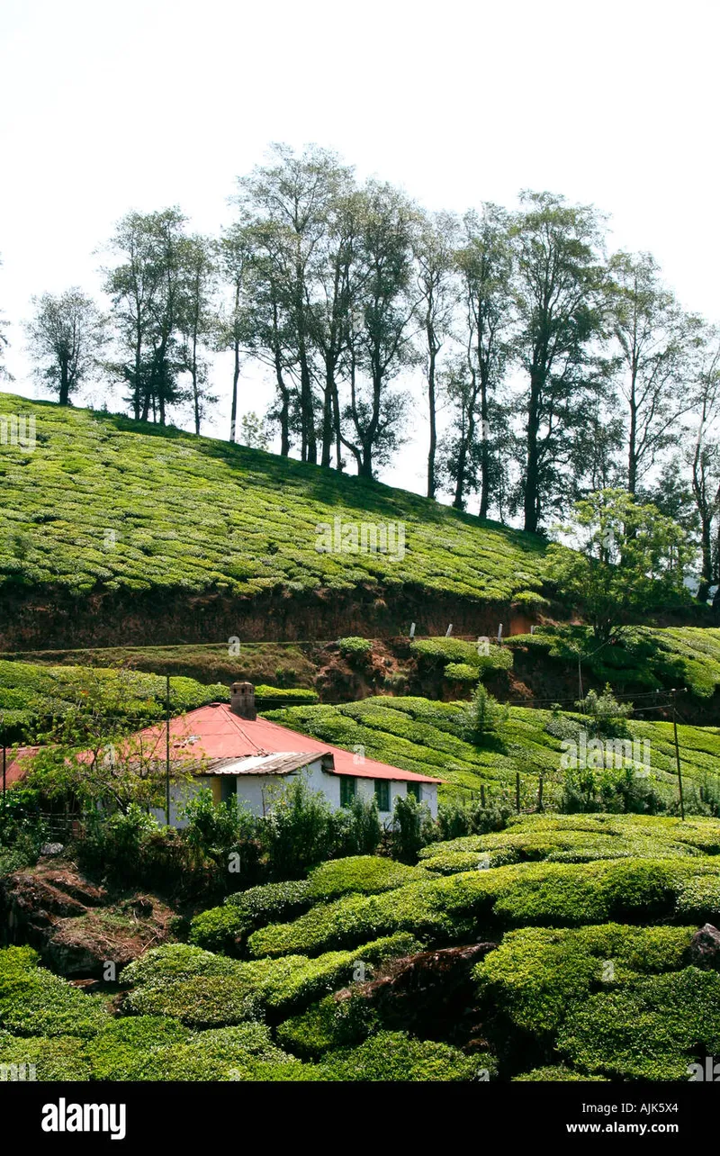 Image Munnar - Hill Station image beautiful image beautiful image beautiful image beautiful - Munnar hill station hi-res stock photography and images - Page 13 ...