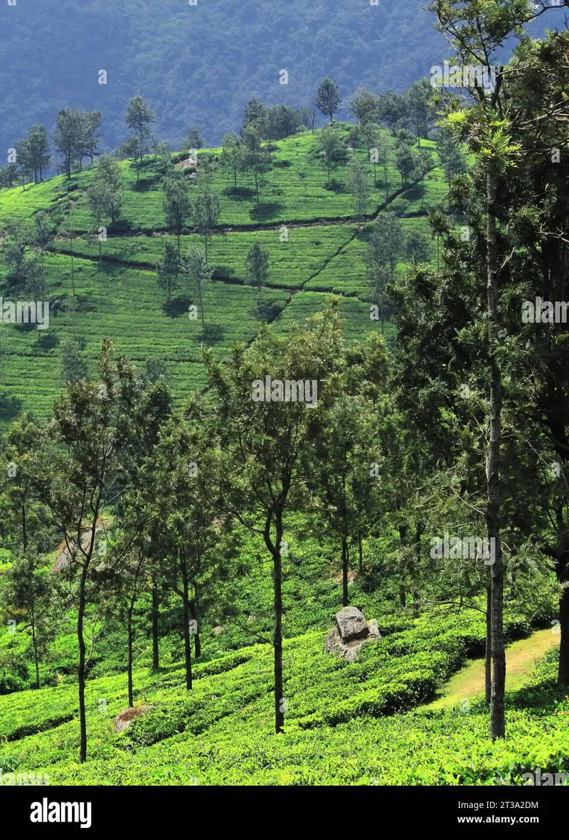 Image Munnar - Hill Station image beautiful image beautiful image beautiful image beautiful - beautiful lush green tea garden of coonoor, located on nilgiri ...