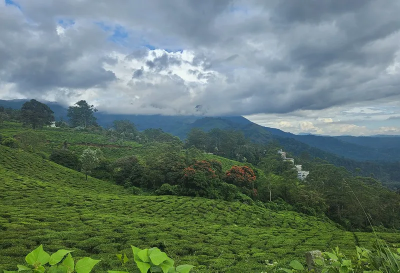 Image Munnar - Hill Station image beautiful image beautiful image beautiful image beautiful image beautiful - Beautiful Munnar | Munnar is a hill station (altitude around… | Flickr