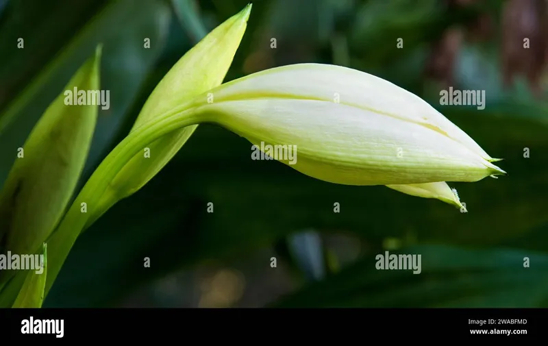 Image Munnar - Hill Station image beautiful image beautiful image beautiful image beautiful image beautiful - Garden flower in munnar hi-res stock photography and images - Alamy