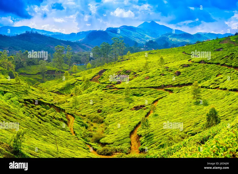 Image Munnar - Hill Station image beautiful image beautiful image beautiful image beautiful image beautiful - beautiful green tea plantations with blue mountain, Munnar, Kerala ...