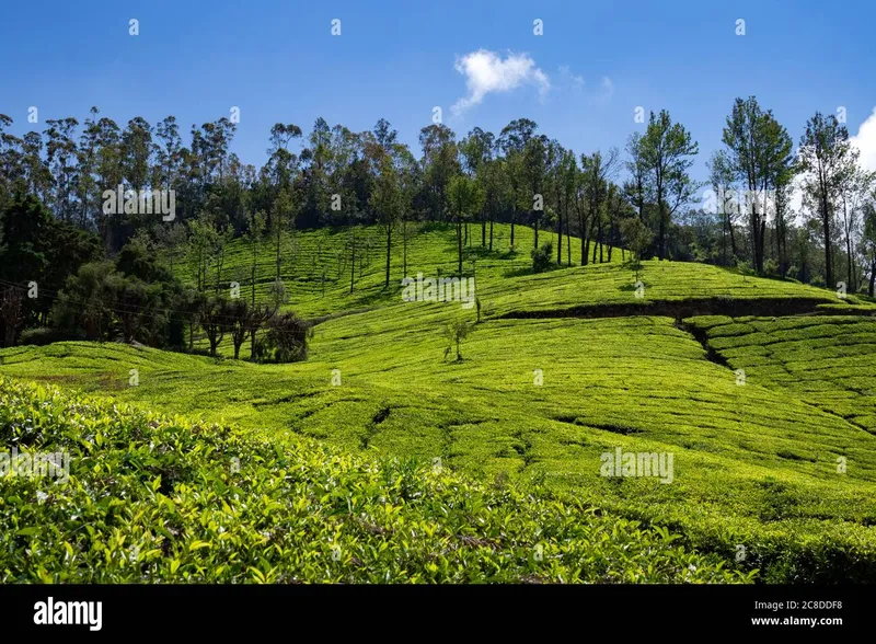 Image Munnar - Hill Station image beautiful image beautiful image beautiful image beautiful image beautiful - Natural Beauty of Tea Gardens filled Hills of Munnar in Kerala ...