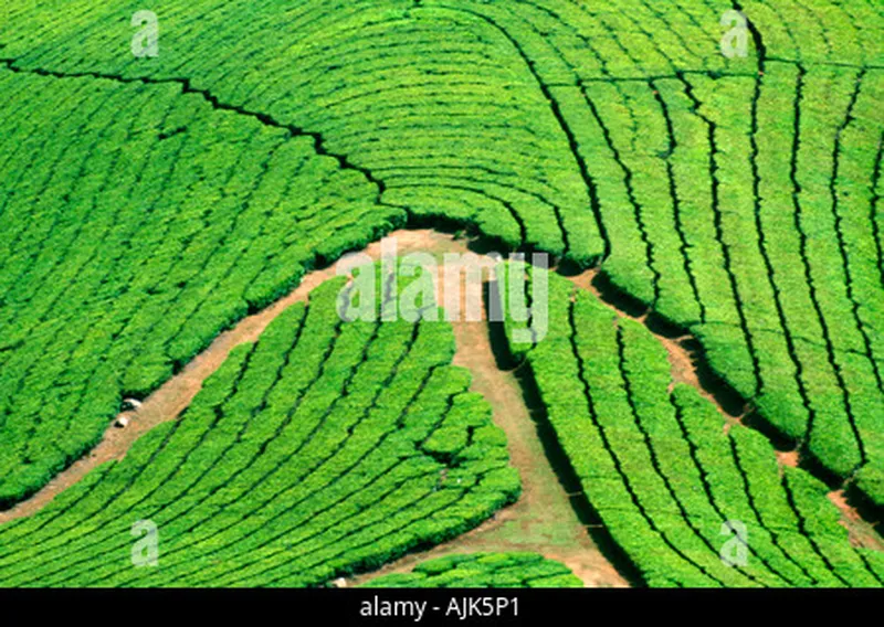 Image Munnar - Hill Station image beautiful image beautiful image beautiful image beautiful image beautiful - Beautiful expanse of green tea plantations grown in terraces on ...