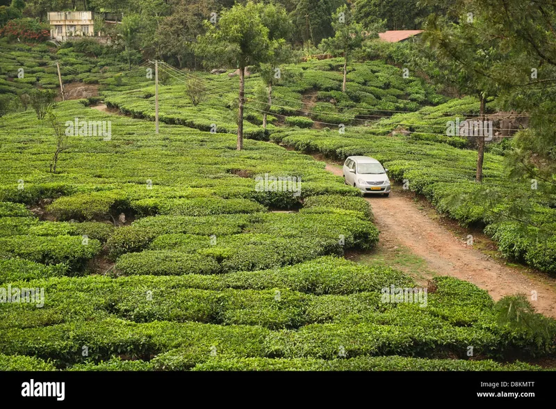 Image Munnar - Hill Station image beautiful image beautiful image beautiful image beautiful image beautiful image beautiful - driving through the beautiful tea plantations of Munnar, a hill ...