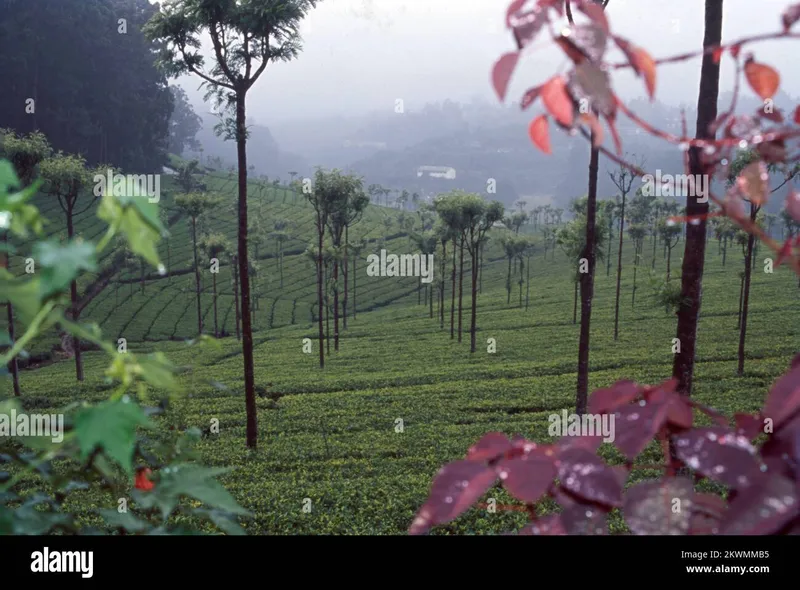 Image Munnar - Hill Station image beautiful image beautiful image beautiful image beautiful image beautiful image beautiful - One of the most beautiful and serene hill stations that you would ...