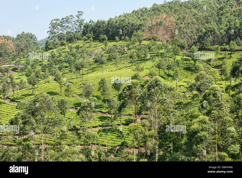 Image Munnar - Hill Station image beautiful image beautiful image beautiful image beautiful image beautiful image beautiful - The beautiful tea plantations of Munnar, a hill station in Kerala ...