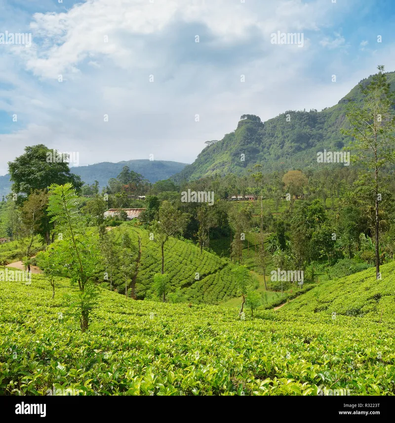 Image Munnar - Hill Station image beautiful image beautiful image beautiful image beautiful image beautiful image beautiful - Tea plantations in the picturesque mountains and beautiful blue ...