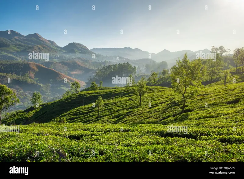 Image Munnar - Hill Station image beautiful image beautiful image beautiful image beautiful image beautiful image beautiful image beautiful - Beautiful fresh green tea plantations landscape in Munnar, Kerala ...