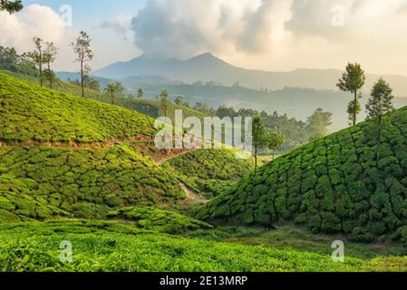 Image Munnar - Hill Station image beautiful image beautiful image beautiful image beautiful image beautiful image beautiful image beautiful - India. Beautiful landscape - field with green grass, a row of palm ...