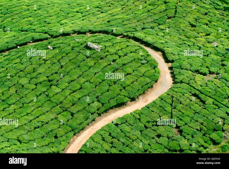 Image Munnar - Hill Station image beautiful image beautiful image beautiful image beautiful image beautiful image beautiful image beautiful - Kerala aerial view hi-res stock photography and images - Alamy