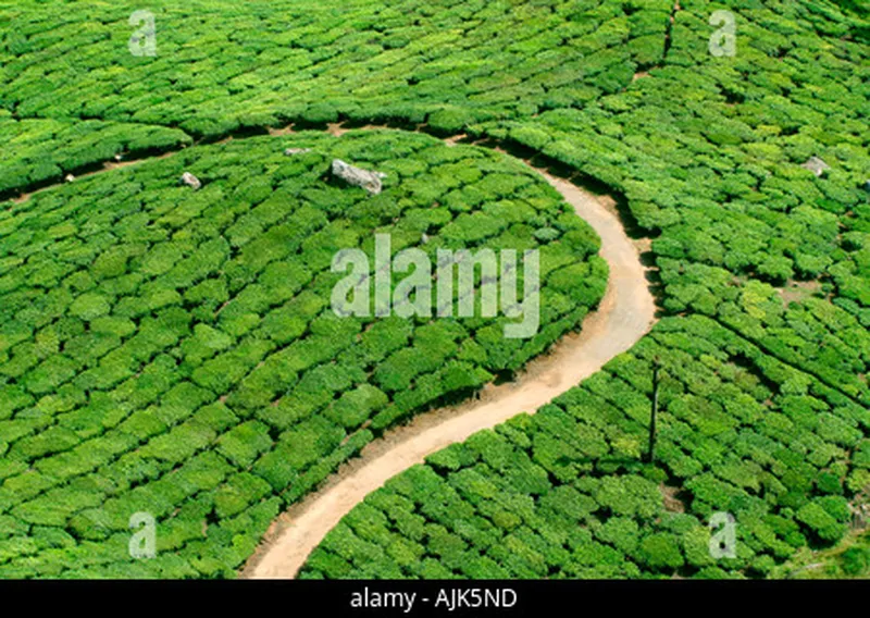 Image Munnar - Hill Station image beautiful image beautiful image beautiful image beautiful image beautiful image beautiful image beautiful - Neat and beautiful tea plantation Stock Photo - Alamy