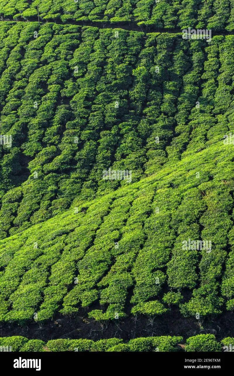 Image Munnar - Hill Station image beautiful image beautiful image beautiful image beautiful image beautiful image beautiful image beautiful - Beautiful fresh green tea plantation hi-res stock photography and ...