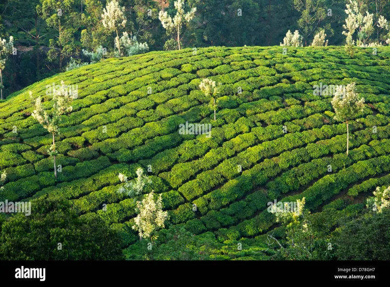 Image Munnar - Hill Station image beautiful image beautiful image beautiful image beautiful image beautiful image beautiful image beautiful image beautiful image beautiful - The beautiful tea plantations of Munnar, a hill station in Kerala ...