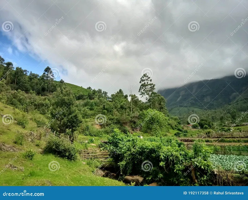 Image Munnar - Hill Station image beautiful image beautiful image beautiful image beautiful image beautiful image beautiful image beautiful image beautiful image beautiful - Beautiful Landscape of the Munnar City in Kerala, India with ...