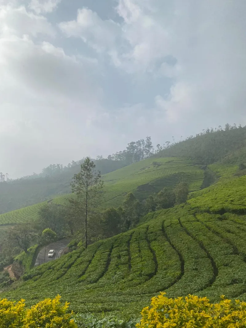 Image Munnar - Hill Station image beautiful image beautiful image beautiful image beautiful image beautiful image beautiful image beautiful image beautiful image beautiful image beautiful - From Bangalore to Munnar and Varkala, Embracing the Beauty of ...