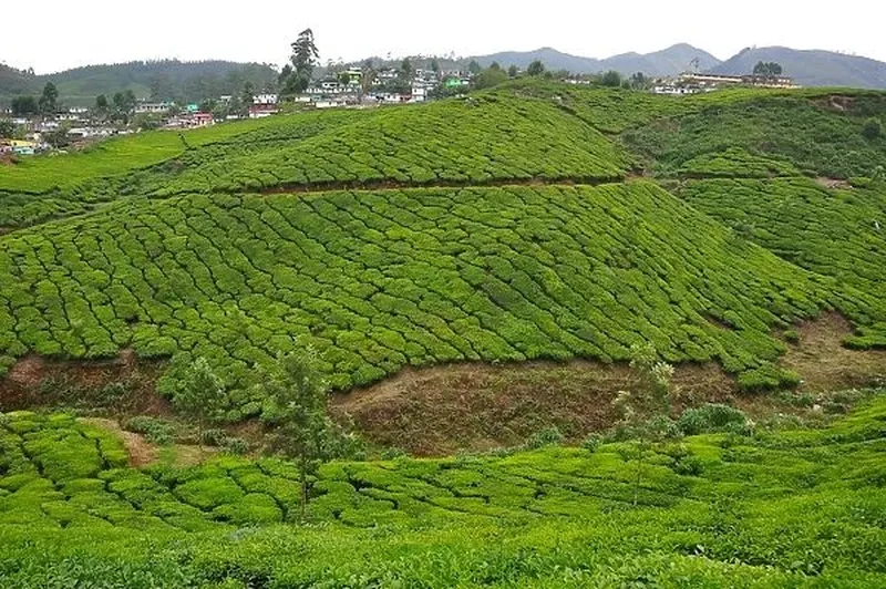 Image Munnar - Hill Station image beautiful image beautiful image beautiful image beautiful image beautiful image beautiful image beautiful image beautiful image beautiful image beautiful - Munnar Landscape Our beautiful Wall Art and Photo Gifts include ...