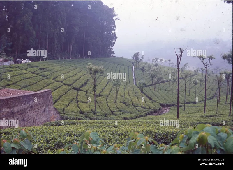 Image Munnar - Hill Station image beautiful image beautiful image beautiful image beautiful image beautiful image beautiful image beautiful image beautiful image beautiful image beautiful - One of the most beautiful and serene hill stations that you would ...