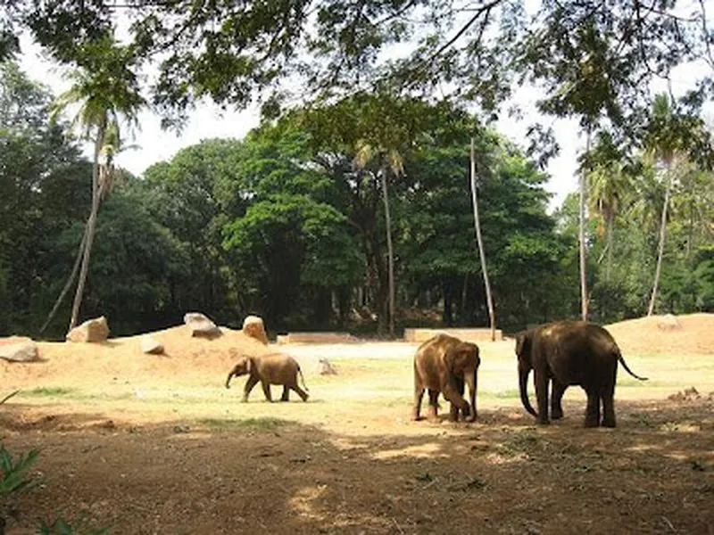 Image Mysore Zoo - One of the Oldest Zoos image beautiful - Indian Columbus