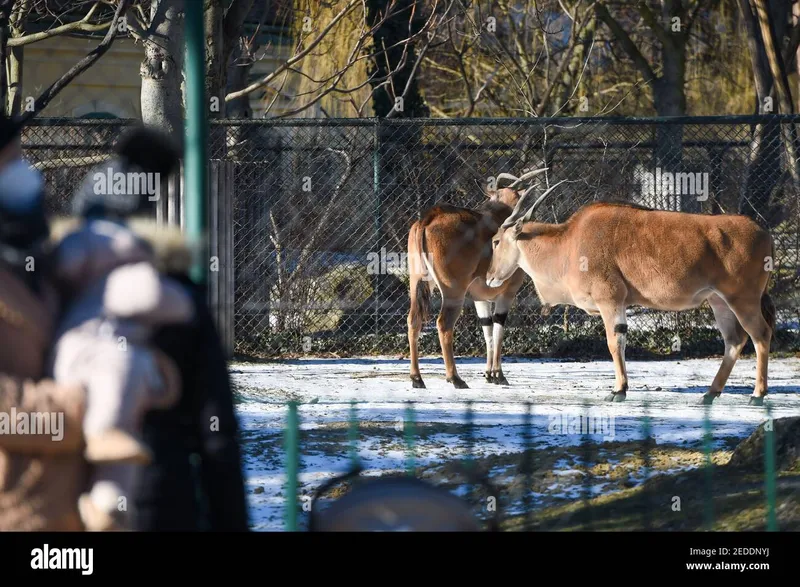 Image Mysore Zoo - One of the Oldest Zoos image beautiful - Zoo vienna hi-res stock photography and images - Alamy