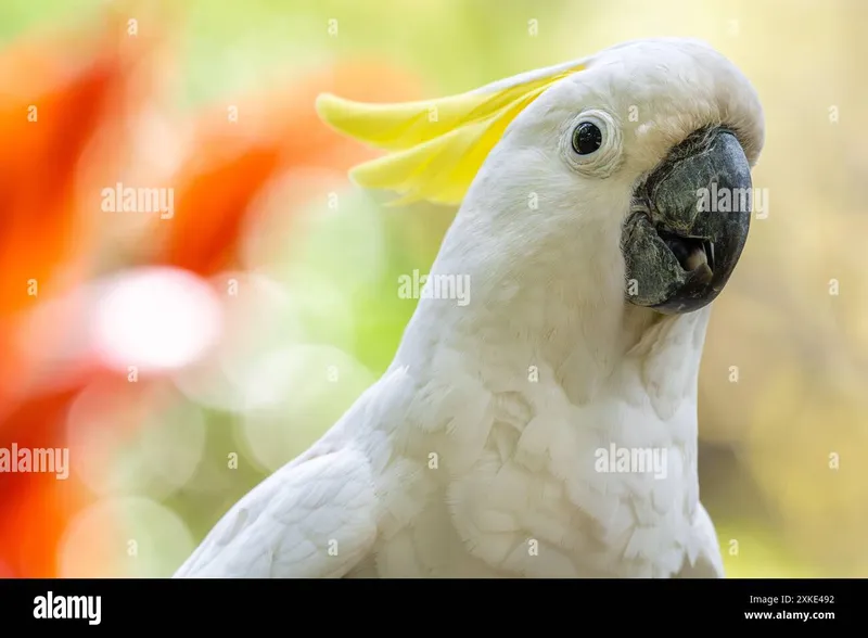 Image Mysore Zoo - One of the Oldest Zoos image beautiful image beautiful image beautiful - Yellow zoo hi-res stock photography and images - Page 20 - Alamy