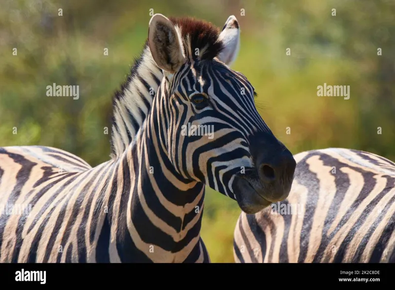 Image Mysore Zoo - One of the Oldest Zoos image beautiful image beautiful image beautiful - Two zebras in zoo hi-res stock photography and images - Alamy