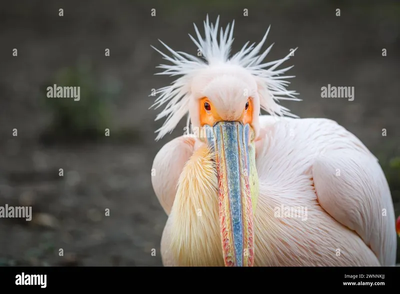 Image Mysore Zoo - One of the Oldest Zoos image beautiful image beautiful image beautiful image beautiful - News animals pelicans hi-res stock photography and images - Page 2 ...