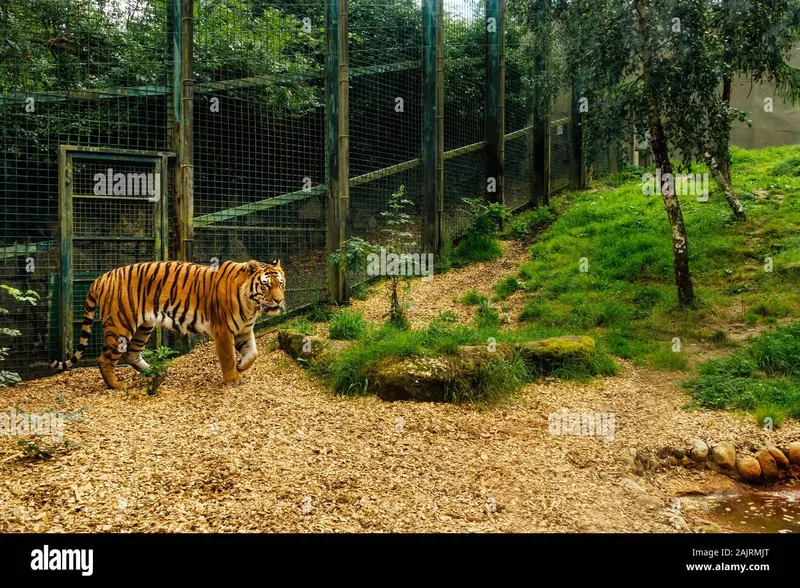 Image Mysore Zoo - One of the Oldest Zoos image beautiful image beautiful image beautiful image beautiful - Tiger zoo cage hi-res stock photography and images - Page 4 - Alamy