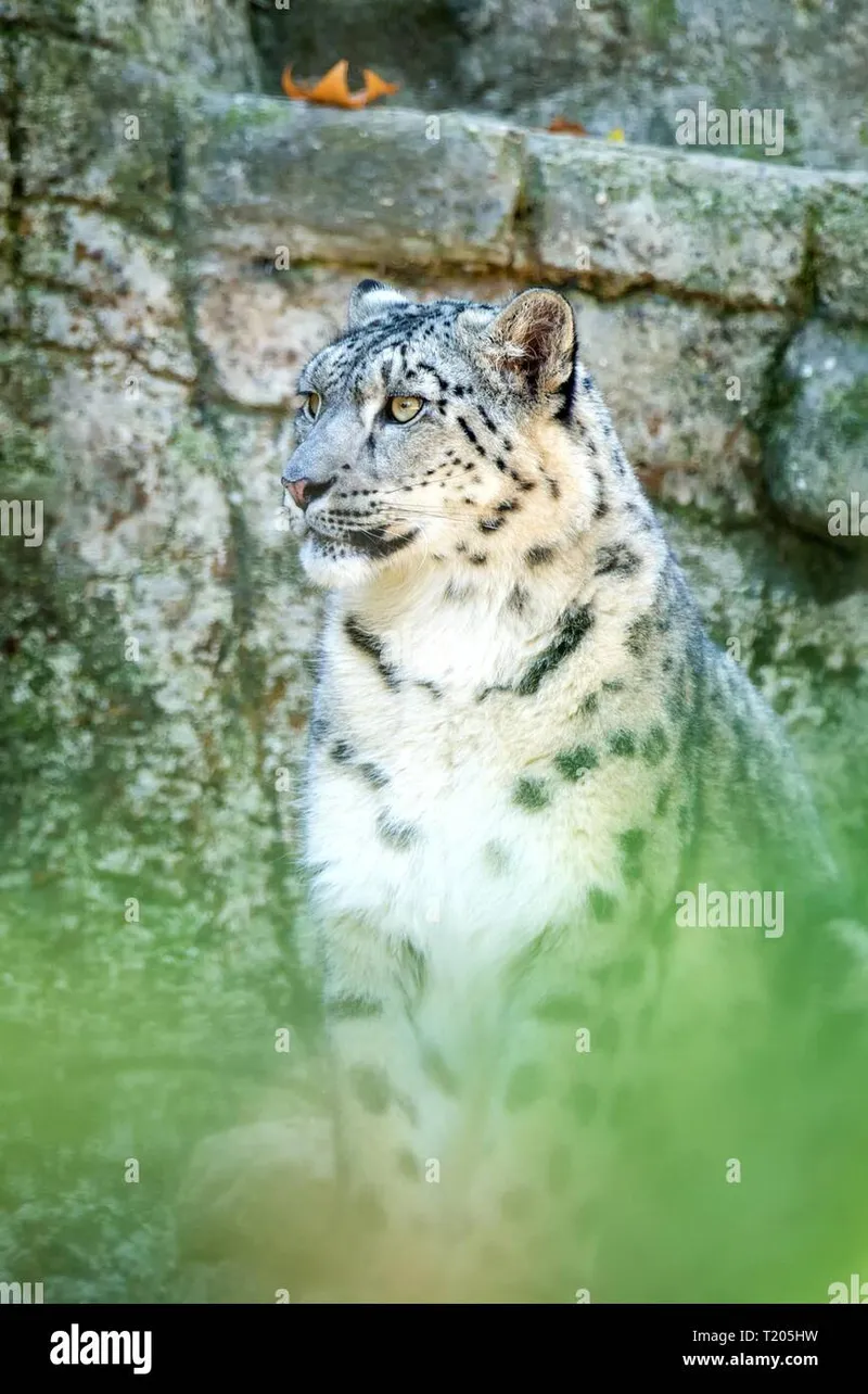 Image Mysore Zoo - One of the Oldest Zoos image beautiful image beautiful image beautiful image beautiful - Zoo leopard hi-res stock photography and images - Page 31 - Alamy