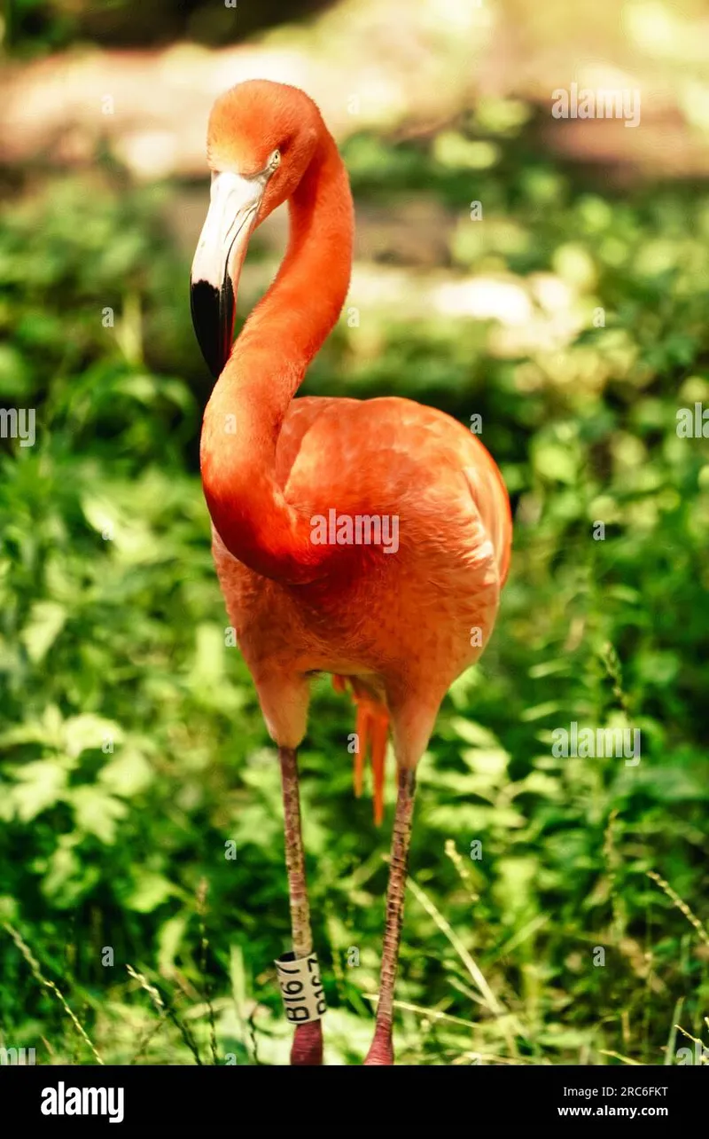 Image Mysore Zoo - One of the Oldest Zoos image beautiful image beautiful image beautiful image beautiful image beautiful - Flamingo enclosure hi-res stock photography and images - Alamy