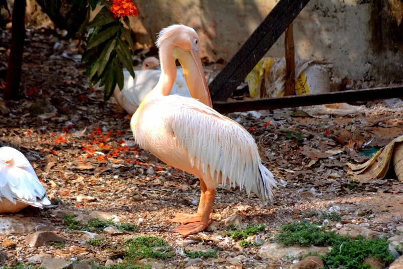 Image Mysore Zoo - One of the Oldest Zoos image beautiful image beautiful image beautiful image beautiful image beautiful image beautiful image beautiful image beautiful - 209 Nandankanan Zoo Stock Photos - Free & Royalty-Free Stock ...