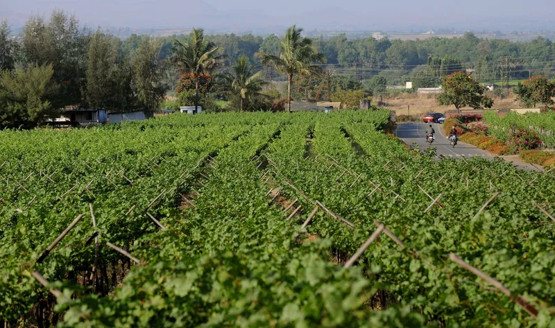 Image Nashik - Wine Capital of India image beautiful - Visit Nashik, 'Wine Capital of India,' and Sula Vineyards | CNN