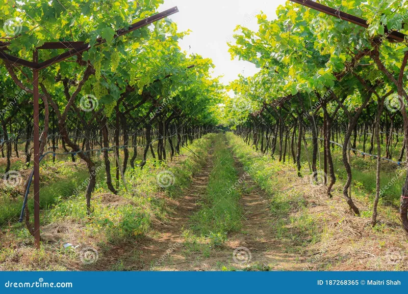 Image Nashik - Wine Capital of India image beautiful image beautiful image beautiful image beautiful image beautiful image beautiful - The Beauty of Grape Farm in Maharashtra Stock Image - Image of ...